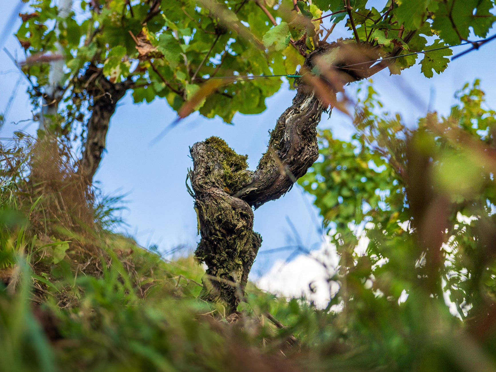 Stamm einer Weinrebe ist teilweise mit Moos bedeckt