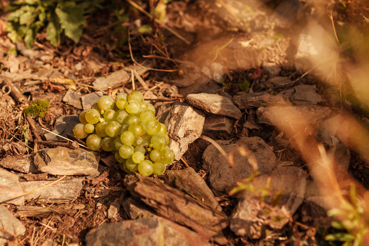 Weintrauben von Weinreben
