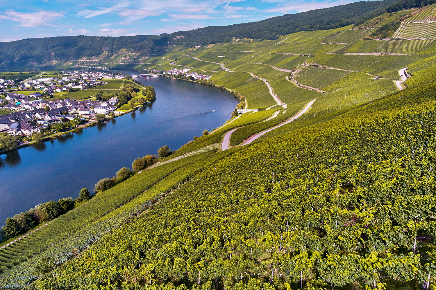 Landschaft und Weinreben Goldtröpchen