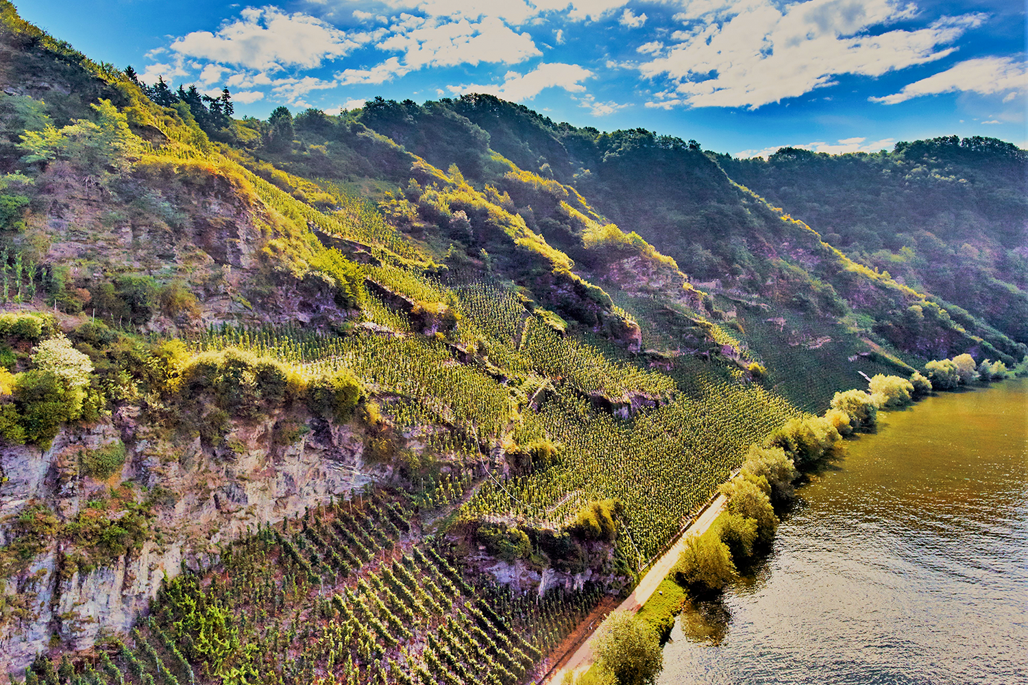 Piesport Weinreben Landschaft
