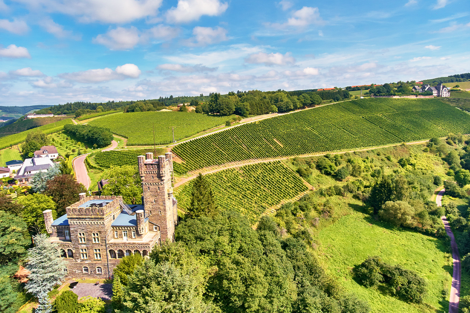 Saarfels Weinreben Landschaft