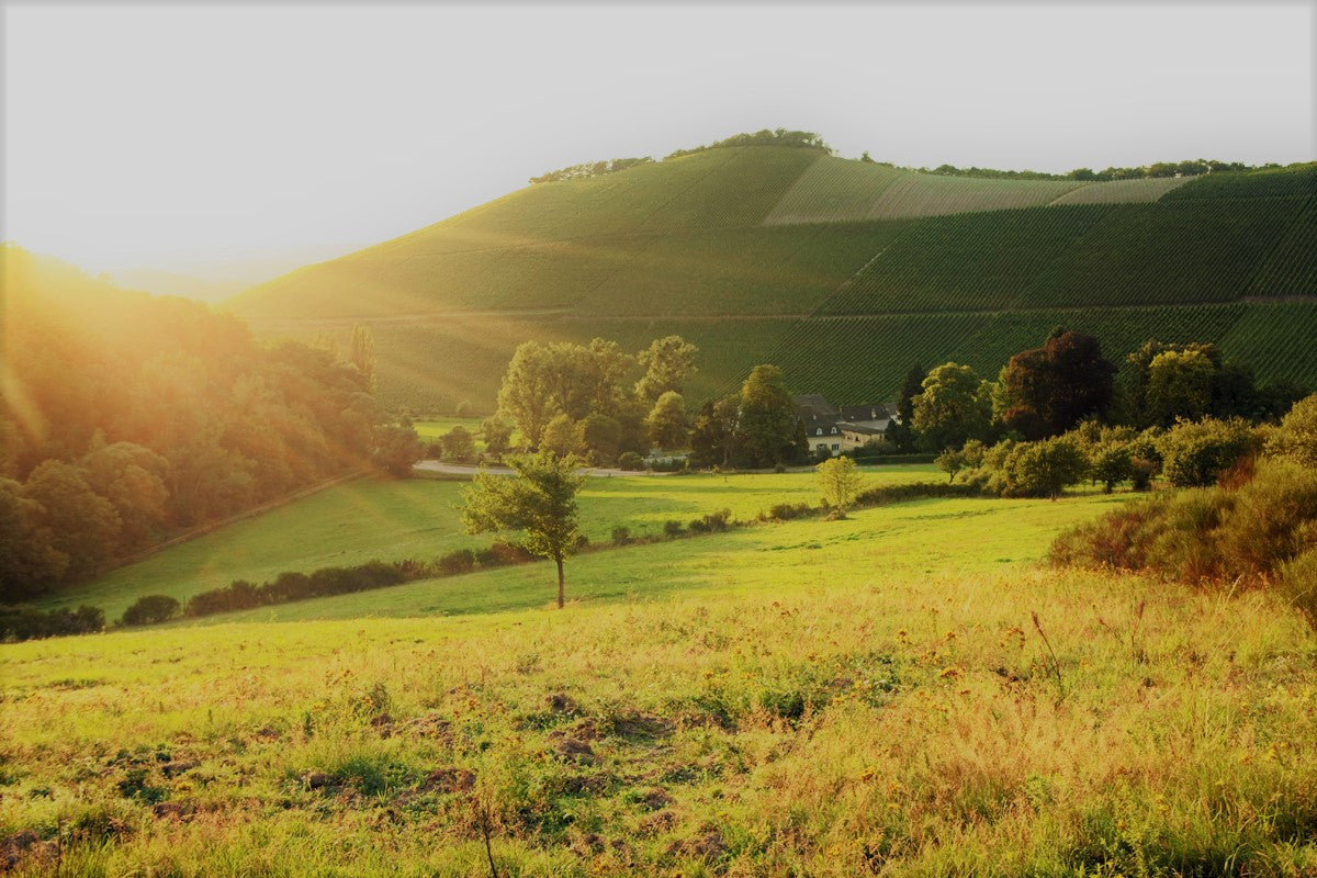 Scharzhofberg Weinreben Landschaft