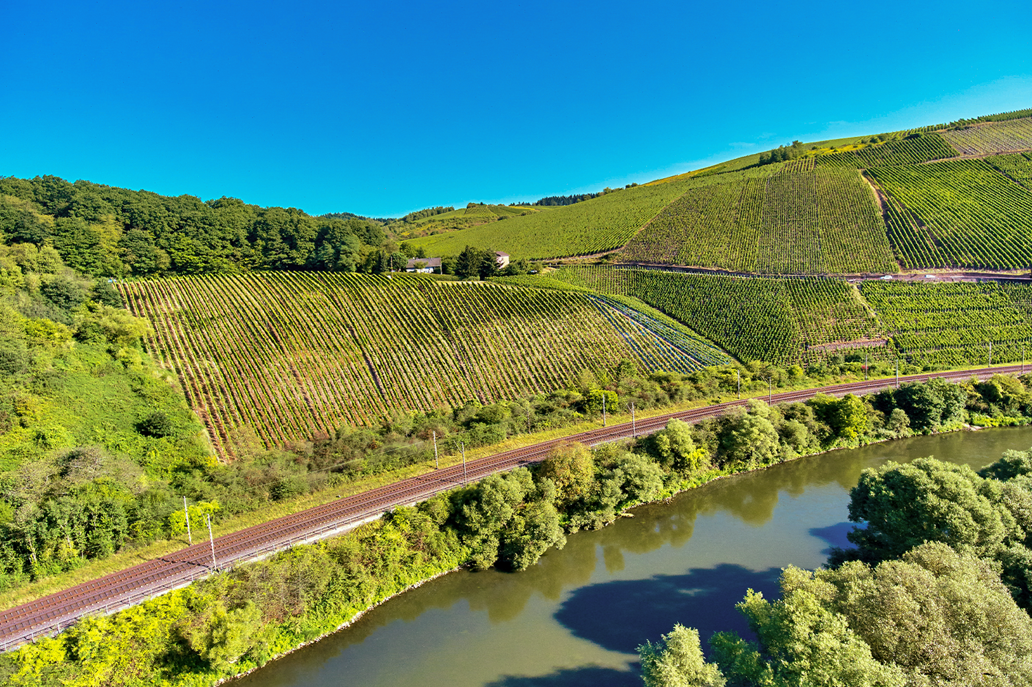 Landschaft und Weinreben Wiltinger Hölle
