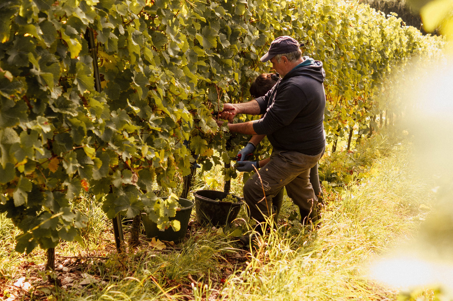 Mann und Frau ernten Trauben