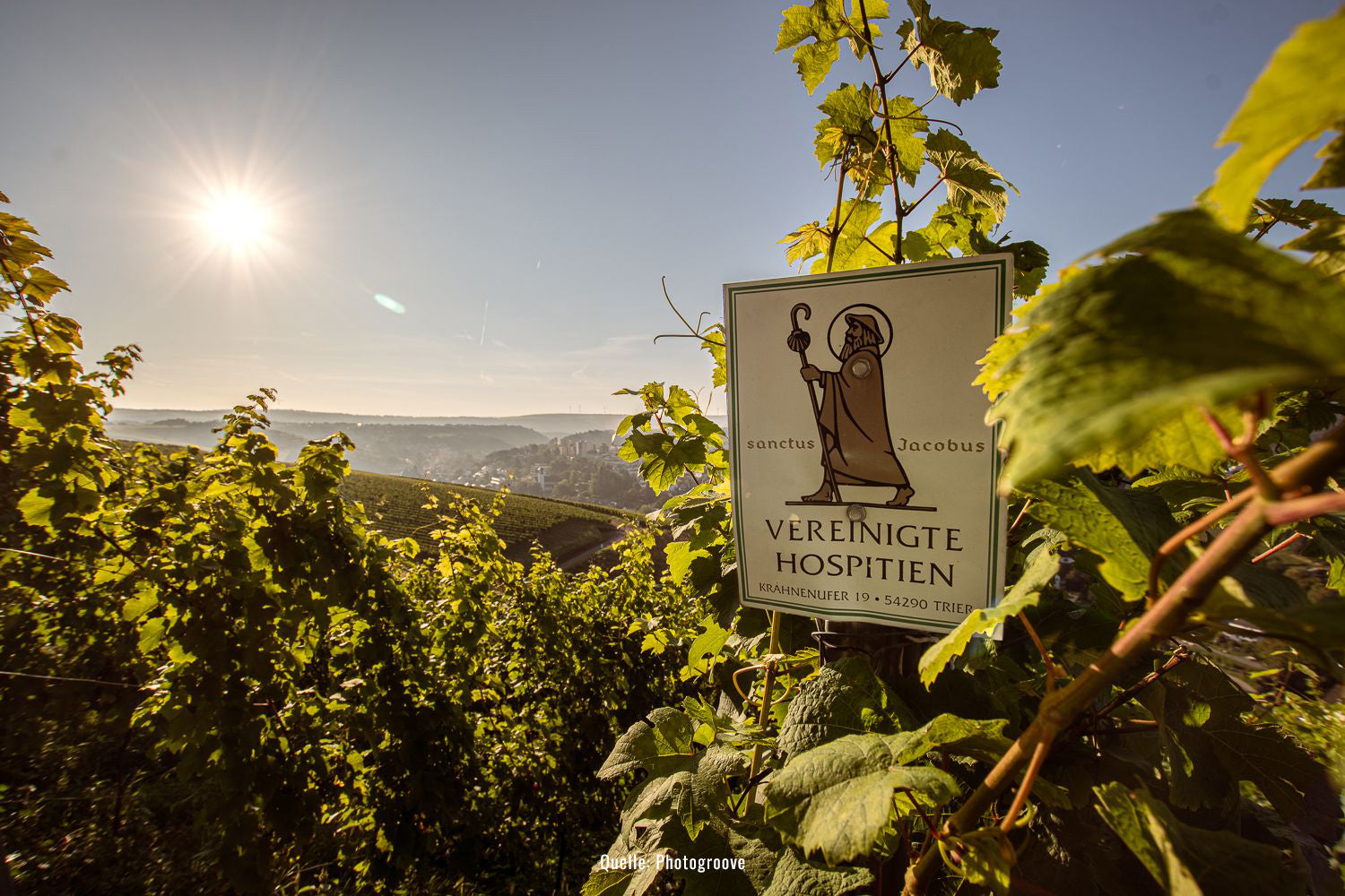 Vereinigte Hospitien Jacobos Schild in Weinberg mit Weinreben