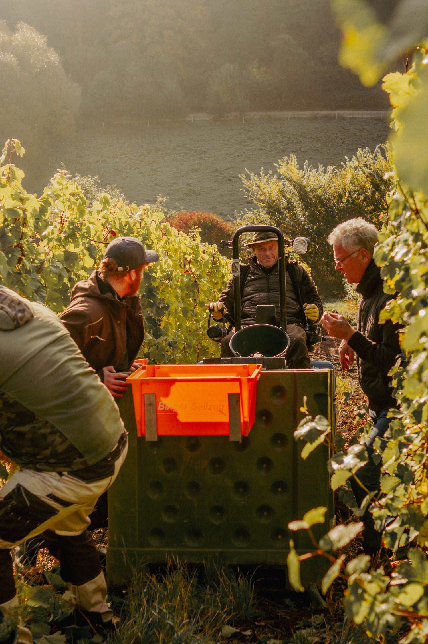 Mitarbeiter fahren mit kleinem Traktor während der Traubenlese