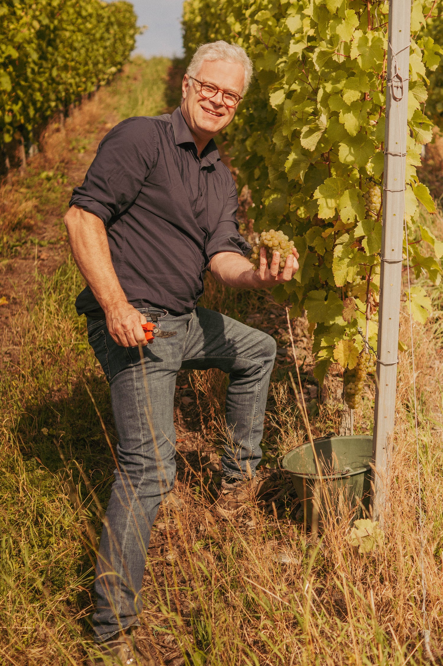 Lächelnder Mann hält Trauben in die Kamera, während er am ernten ist